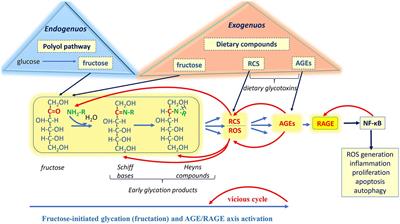 Fructose-mediated AGE-RAGE axis: approaches for mild modulation